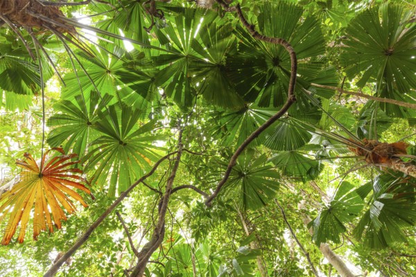 Australian fan palms in sunny rainforest on the way to Mount Sorrow in Daintree National Park Queensland, Australia