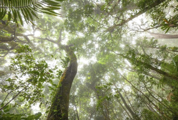 Misty tropical forest with ficus and endemic species on the way to Mount Sorrow in Daintree National Park Queensland Australia