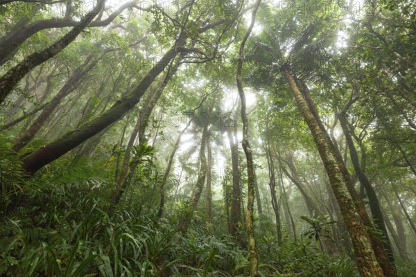 Misty tropical forest with ficus and endemic species on the way to Mount Sorrow in Daintree National Park, Queensland, Australia