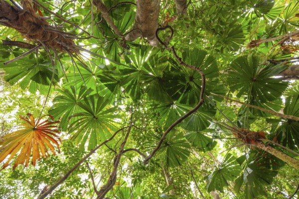 Australian fan palms in sunny rainforest on the way to Mount Sorrow in Daintree National Park, Unesco Wet Tropics of Queensland, Australia
