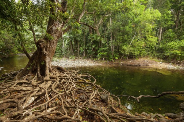 Tropical swimming pool in Emmagen Creek in the dense rainforest of Daintree National Park Cape Tribulation Queensland Australia