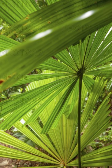 Australian fan palms in sunny rainforest on the way to Mount Sorrow in Daintree National Park Queensland, Australia
