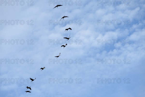 Cranes flying in formation (Grus grus), Darß, Mecklenburg-Western Pomerania, Germany
