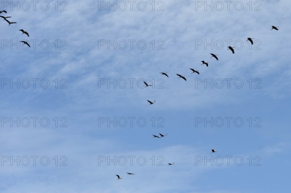 Flying cranes (Grus grus), Darß, Mecklenburg-Western Pomerania, Germany