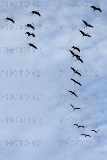 Cranes flying in formation (Grus grus), Darß, Mecklenburg-Western Pomerania, Germany