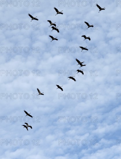 Flying cranes (Grus grus), Darß, Mecklenburg-Western Pomerania, Germany
