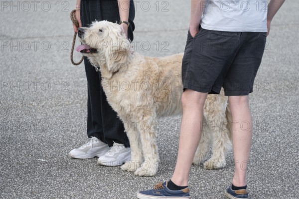 Dog, Goldendoodle on a leash Mecklenburg-Vorpommern, Germany