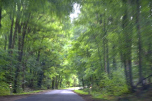 Buchenallee (Fagus), Movement, Mecklenburg-Western Pomerania, Germany