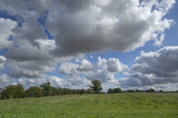 Heap clouds (Cumulus), Mecklenburg-Western Pomerania, Germany