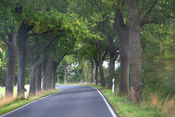 Eichenallee (Quercus) on a country road, Mecklenburg-Vorpommern, Germany