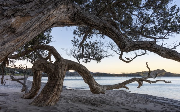 New Zealand Christmas tree (Metrosideros) on sandy beach. Ferry Landing, Coromandel Peninsula, Waikato, New Zealand