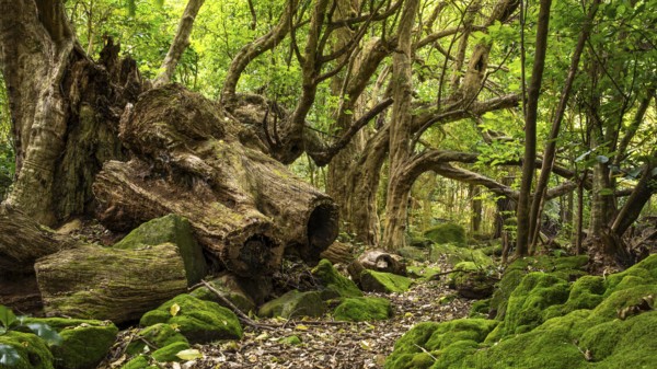 Forest landscape in New Zealand in the Cathedral Cove Walk area. Hahei, Coromandel Peninsula, Waikato, New Zealand