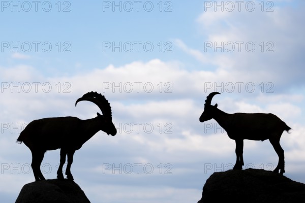 A male and female ibex (Capra ibex) stand facing each other on separate rocks. Silhouette against blue sky with clouds. Carinthia, Austria