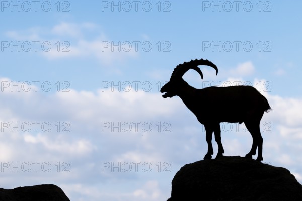 A male ibex (Capra ibex) stands on a rock. Silhouette against a blue sky with clouds. Carinthia, Austria