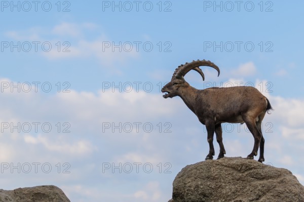 A male ibex (Capra ibex) stands on a rock. A blue sky with clouds can be seen in the background. Carinthia, Austria