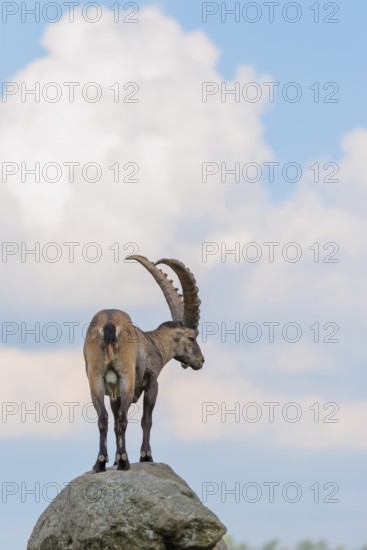 A male ibex (Capra ibex) stands on a rock. A blue sky with clouds can be seen in the background. Carinthia, Austria