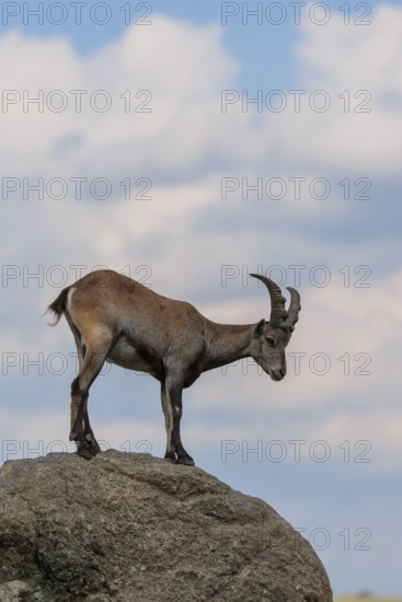 A female ibex (Capra ibex) stands on a rock. A blue sky with clouds can be seen in the background. Carinthia, Austria