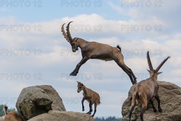 A male ibex (Capra ibex) jumps from rock to rock. A blue sky with clouds can be seen in the background. Carinthia, Austria