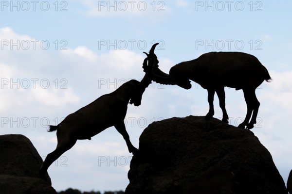 Two male ibexes (Capra ibex) stand facing each other on a rock and playfully fight with each other. Silhouette against a blue sky with clouds. Carinthia, Austria