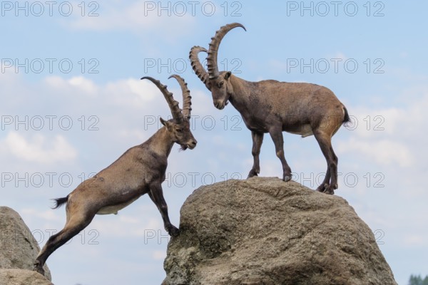 Two male ibexes (Capra ibex) stand facing each other on a rock and playfully fight with each other. A young ibex watches the scene. A blue sky with clouds can be seen in the background. Carinthia, Austria