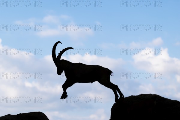 A male ibex (Capra ibex) jumps from rock to rock. Silhouette against a blue sky with clouds. Carinthia, Austria