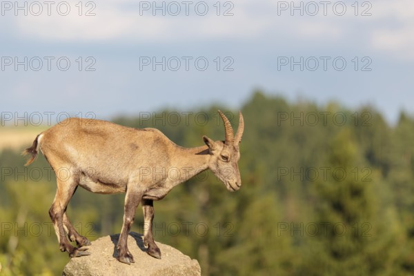 A female ibex (Capra ibex) stands on a rock on a sunny day. A blue sky with clouds and a forest can be seen in the background. Carinthia, Austria