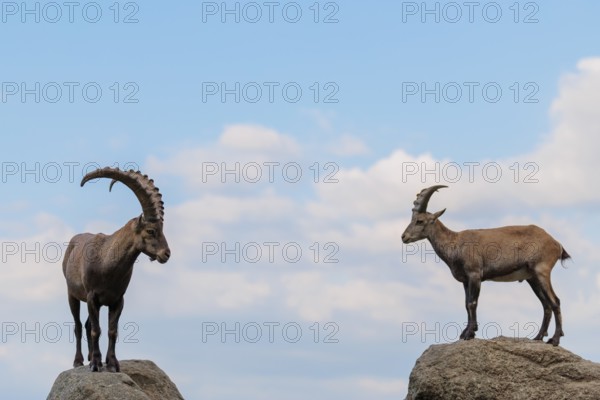 A male and female ibex (Capra ibex) stand facing each other on separate rocks. A blue sky with clouds can be seen in the background. Carinthia, Austria