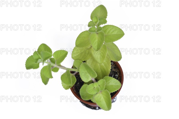 Cuban oregano in a brown pot. Herbal Plectranthus amboinicus houseplant with thick green leaves used in cooking and traditional medicine