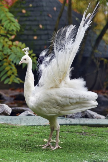 White Indian peafowl Pavo cristatus mut. alba. with Leucism