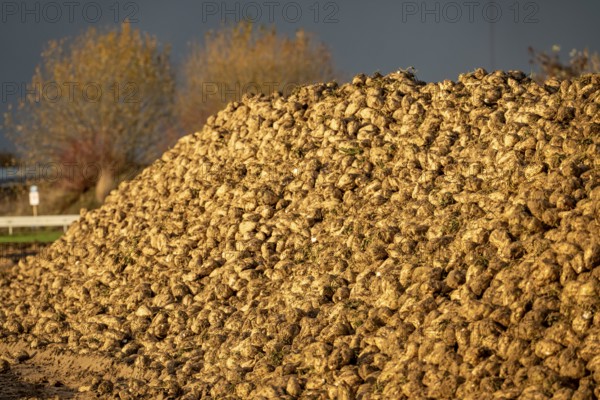Agriculture, sugar beets are piled up on the edge of the field after harvesting, beet rental, interim storage in front of transport to the sugar factory, near Grevenbroich, North Rhine-Westphalia, Germany