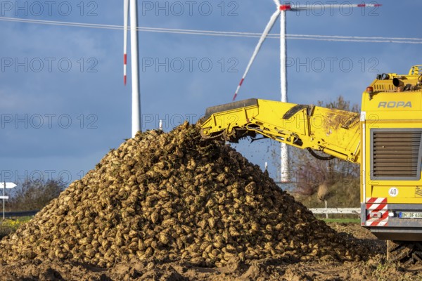 Sugar beet harvest, with an automatic, digitized, Ropa Tiger S6 sugar beet harvester, depositing crops piled up at the edge of the field as rent, near Grevenbroich, North Rhine-Westphalia, Germany