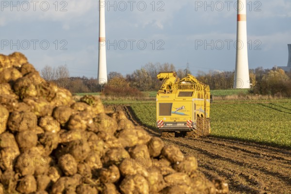 Sugar beet harvest, with an automatic, digitized, Ropa Tiger S6 sugar beet harvester, near Grevenbroich, North Rhine-Westphalia, Germany
