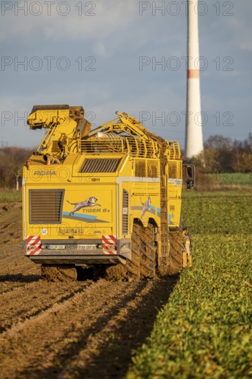 Sugar beet harvest, with an automatic, digitized, Ropa Tiger S6 sugar beet harvester, near Grevenbroich, North Rhine-Westphalia, Germany