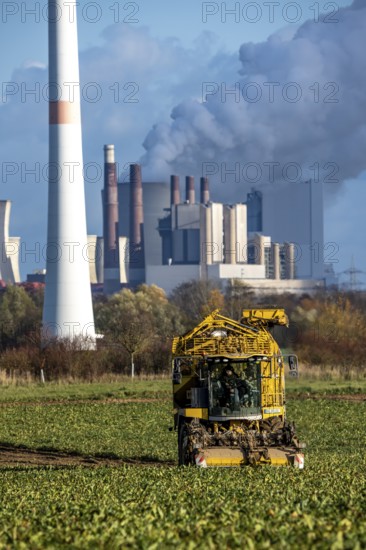 Sugar beet harvest, with an automatic, digitized Ropa Tiger S6 sugar beet harvester, near Grevenbroich, with the Neurath lignite power plant in the background, North Rhine-Westphalia, Germany