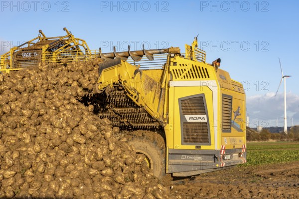 Sugar beet harvest, with an automatic, digitized, Ropa Tiger S6 sugar beet harvester, depositing crops piled up at the edge of the field as rent, near Grevenbroich, North Rhine-Westphalia, Germany