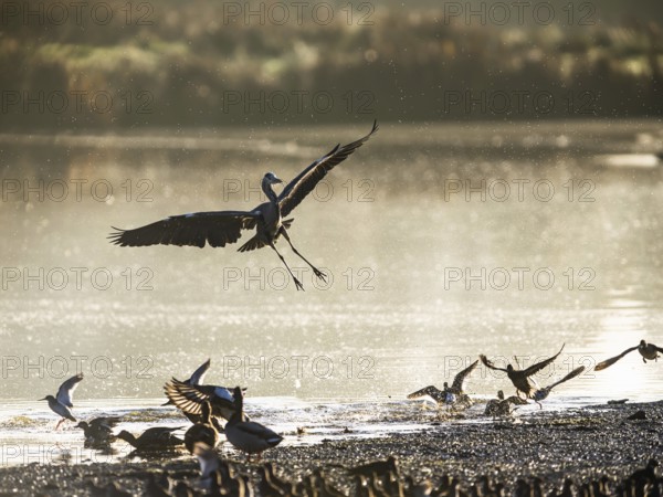 Grey Heron, Ardea cinerea, bird in flight in lights of sunrise on marshes