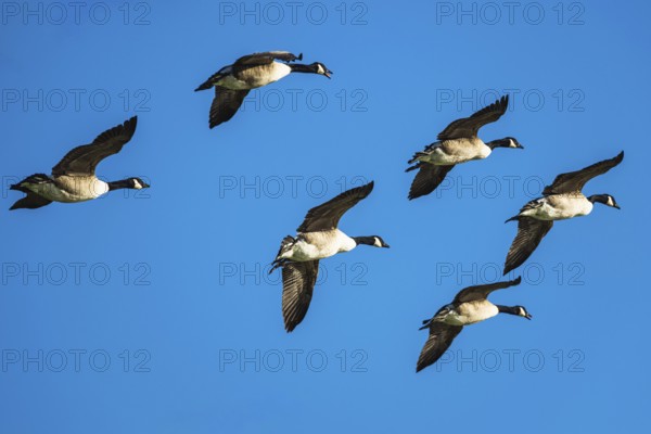 Canada Goose, Branta Canadensis, birds in flight over marshes