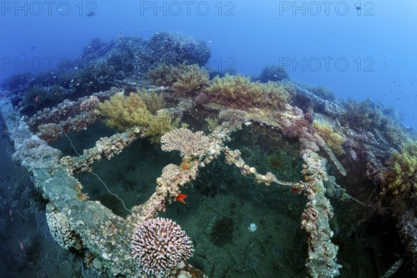 Deck, overgrown with various corals, SS Turkia, British, steamship, sunk 17.05.1941, Second World War, Red Sea, Gulf of Suez, Egypt