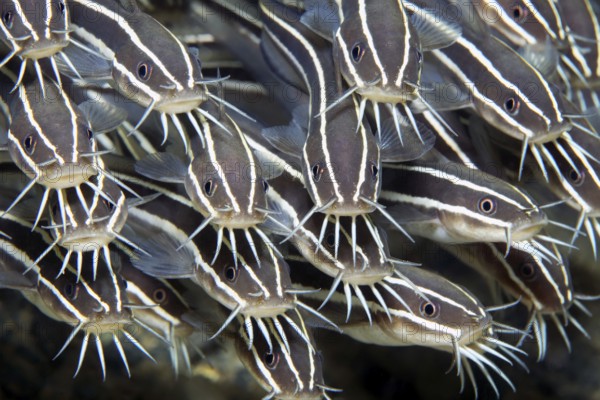 Swarm of striped coral catfish (Plotosus) lineatus), close-up, graphic, on the wreck of the SS Turkia, Gulf of Suez, Egypt