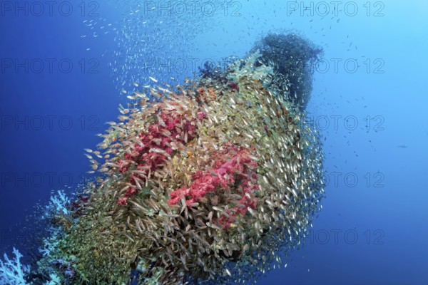 Swarm of cardinalfish (Apogonidae), loading tree, Rosalie Moller wreck, shipwreck, British, sunk in World War II on 08.10, 1941 by two German bombers Heinkel He 111, northeast of El Gouna, Red Sea, Egypt