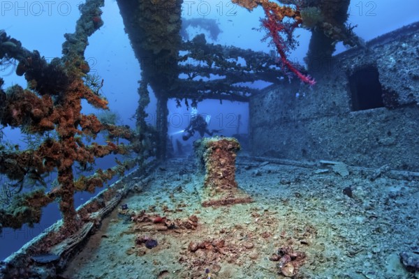 Diver explores Rosalie Moller wreck, shipwreck, British, sunk in World War II on 08.10, 1941 by two German bombers Heinkel He 111, northeast of El Gouna, Red Sea, Egypt