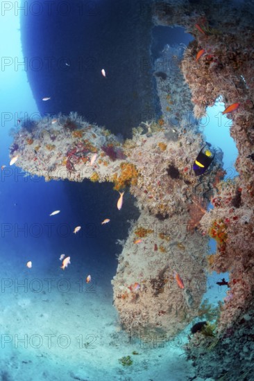 Rosalie Moller wreck, shipwreck, propeller, propeller, British, sunk in World War II on 08.10, 1941 by two German bombers Heinkel He 111, northeast of El Gouna, right crescent angelfish (Pomacanthus asfur), Red Sea, Egypt