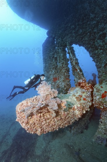 Diver, diver looking at large propeller, huge, propeller, crusted, overgrown, vegetation, rudder, wreck, shipwreck, SS Turkia, British, steamship, sunk 17.05.1941, Second World War, Red Sea, Gulf of Suez, Egypt