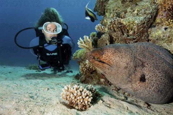 Diver, diver looking at giant moray eel (Gymnothorax javanicusr), very large, off Gubal Island, Hurghada, Red Sea, Egypt