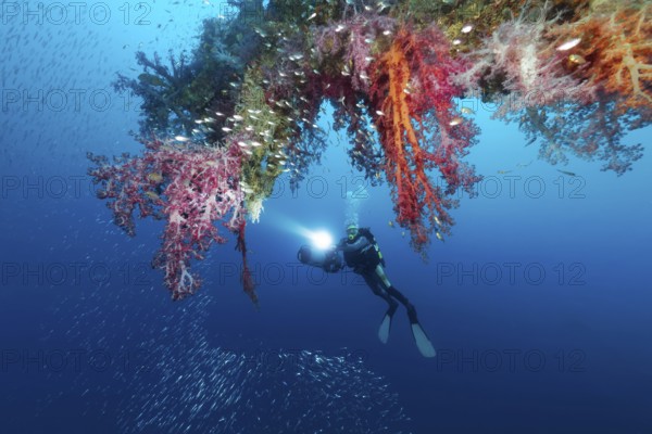 Dive looking at loading tree, densely overgrown, various soft corals (Nephtheidae), Rosalie Moller wreck, shipwreck, British, sunk in World War II on 08.10, 1941 by two German bombers Heinkel He 111, northeast of El Gouna, Red Sea, Egypt