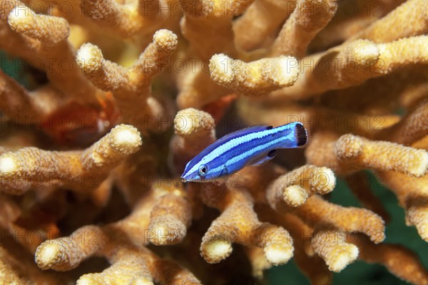 Red Sea cleaner lipfish (Larabicus quadrilineatus), inhabits wreck SS Turkia, Red Sea, Gulf of Suez, Egypt
