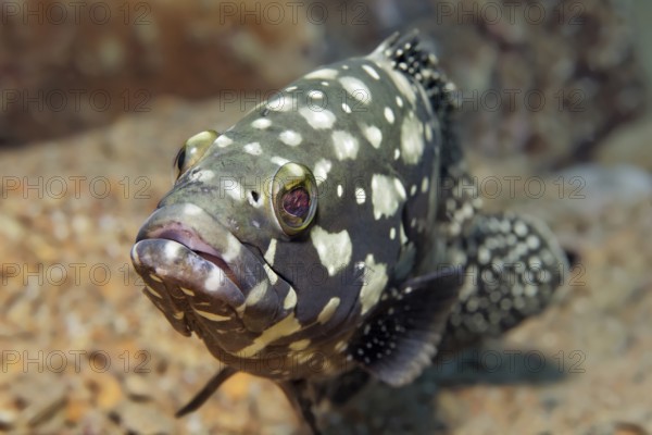 Summana grouper (Epinephelus summana), portrait, on the wreck of SS Turkia, Gulf of Suez, Red Sea, Egypt