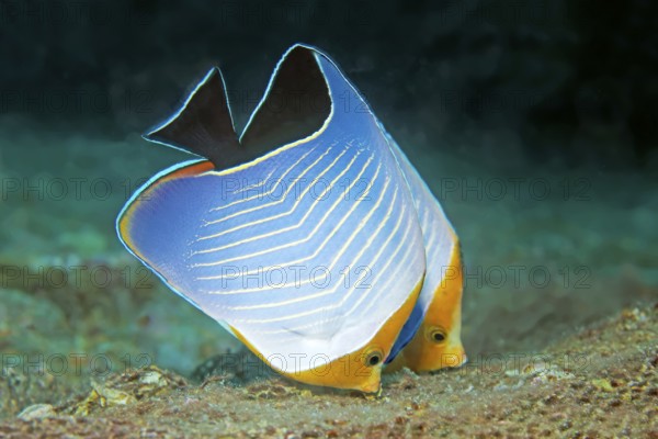 Pair of red-headed butterflyfish (Chaetodon larvatus) on the wreck of SS Turkya, Gulf of Suez, Red Sea, Egypt