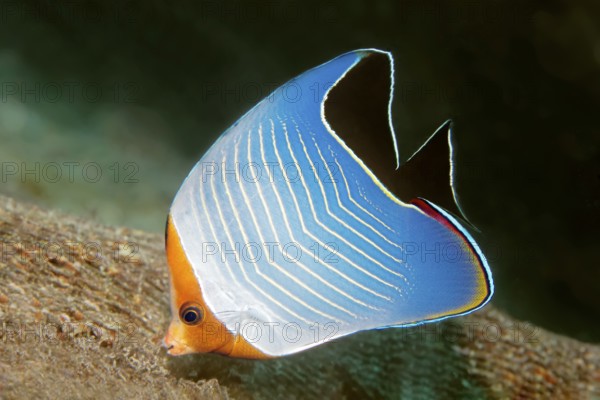 Red-headed butterflyfish (Chaetodon larvatus) on the wreck of SS Turkya, Gulf of Suez, Red Sea, Egypt