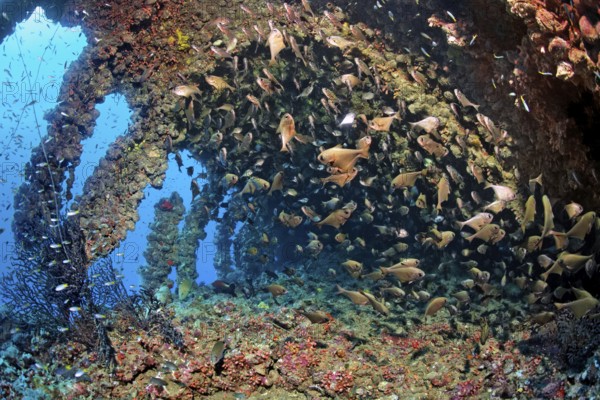 Swarm of cave hatchetfish (Pempheris vanicolensis) in wreck, shipwreck, SS Turkia, British, steamship, sunk 17.05.1941, Second World War, Red Sea, Gulf of Suez, Egypt